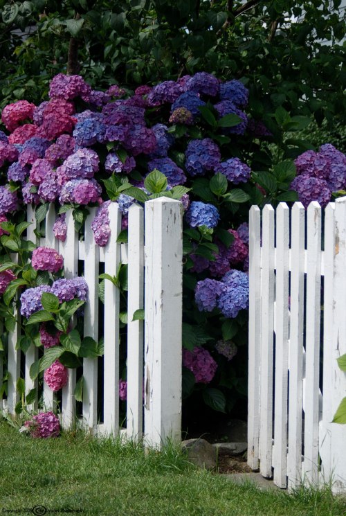 Hydrangeas